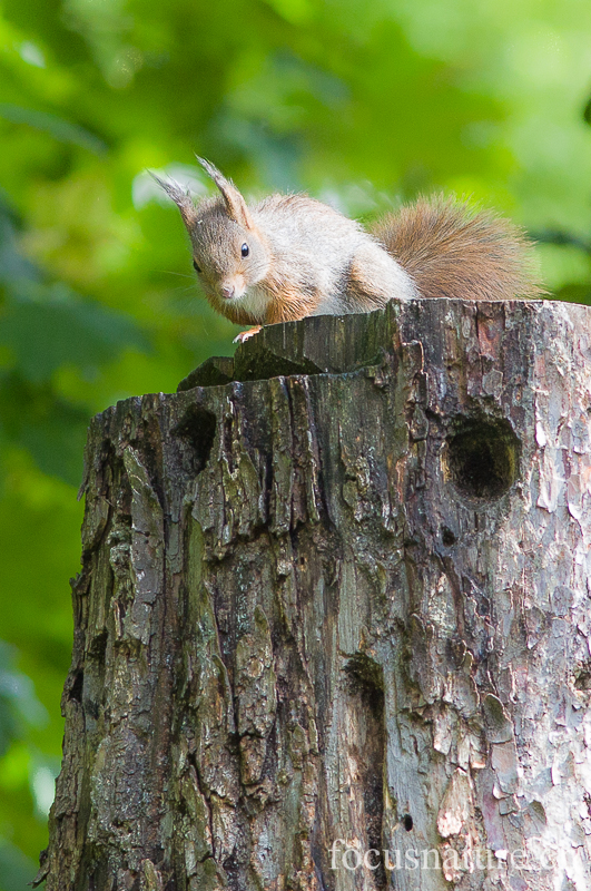 Ecureuil 7083.jpg - Ecureuil roux Sciurus vulgaris (Ermitage, Genève, Suisse, mai 2013)
